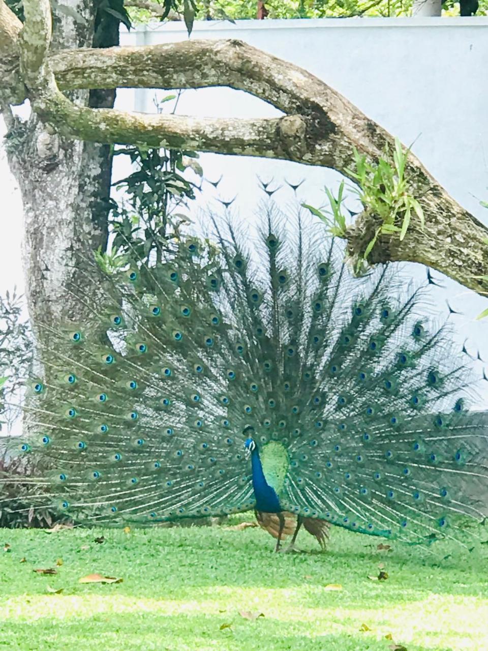 Villa Green White ウナワトゥナ エクステリア 写真